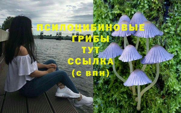 apvp Бородино